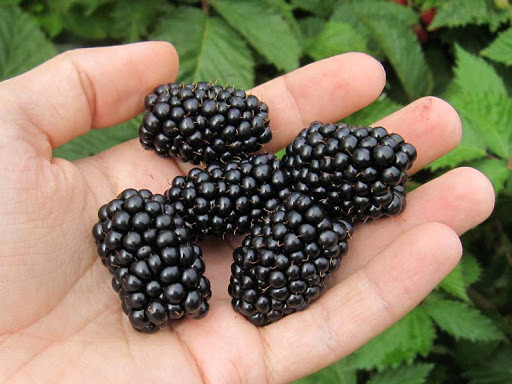 mora Cacanska Bestrna